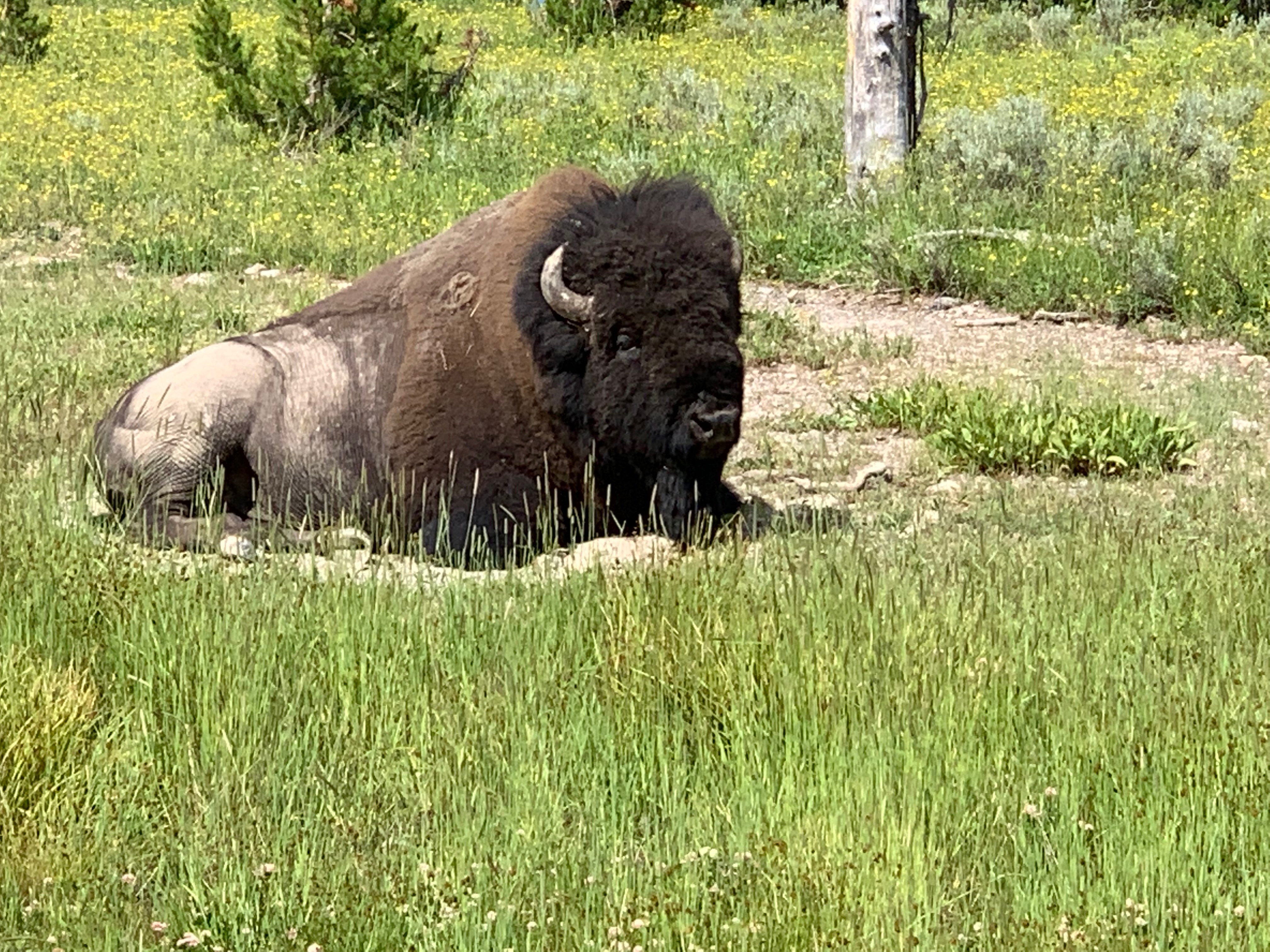 Bison sitting in the grass